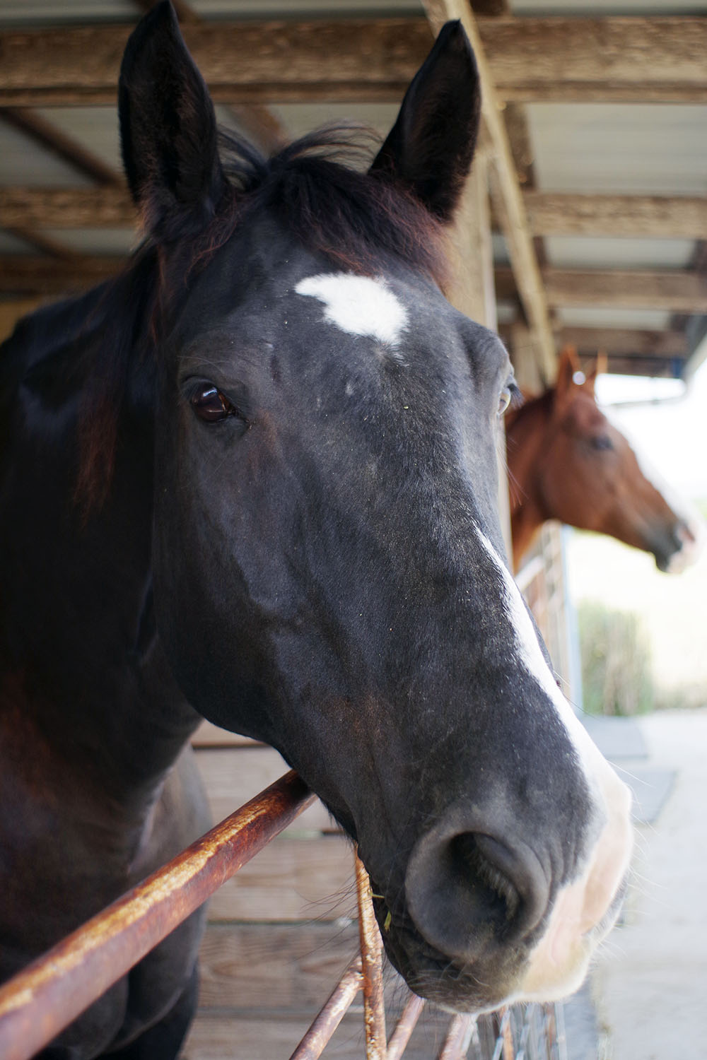 Rowdy the horse